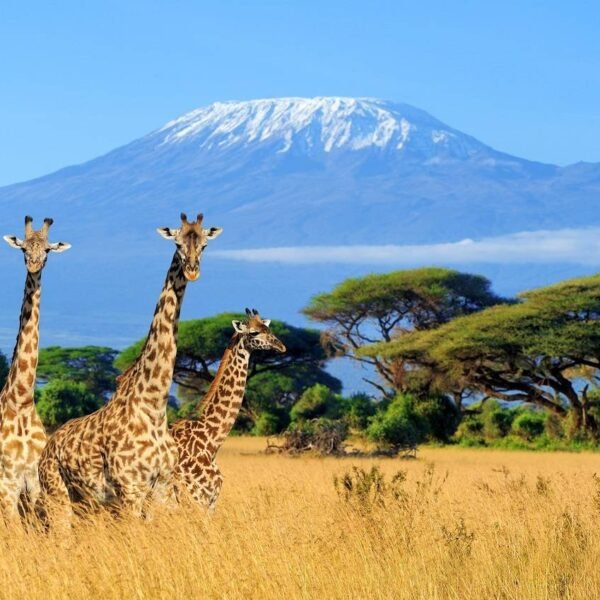 Three,Giraffe,On,Kilimanjaro,Mount,Background,In,National,Park,Of